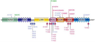 The Current State-of-the Art of LRRK2-Based Biomarker Assay Development in Parkinson’s Disease